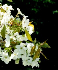 御衣黄桜