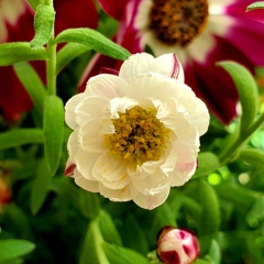 花簪