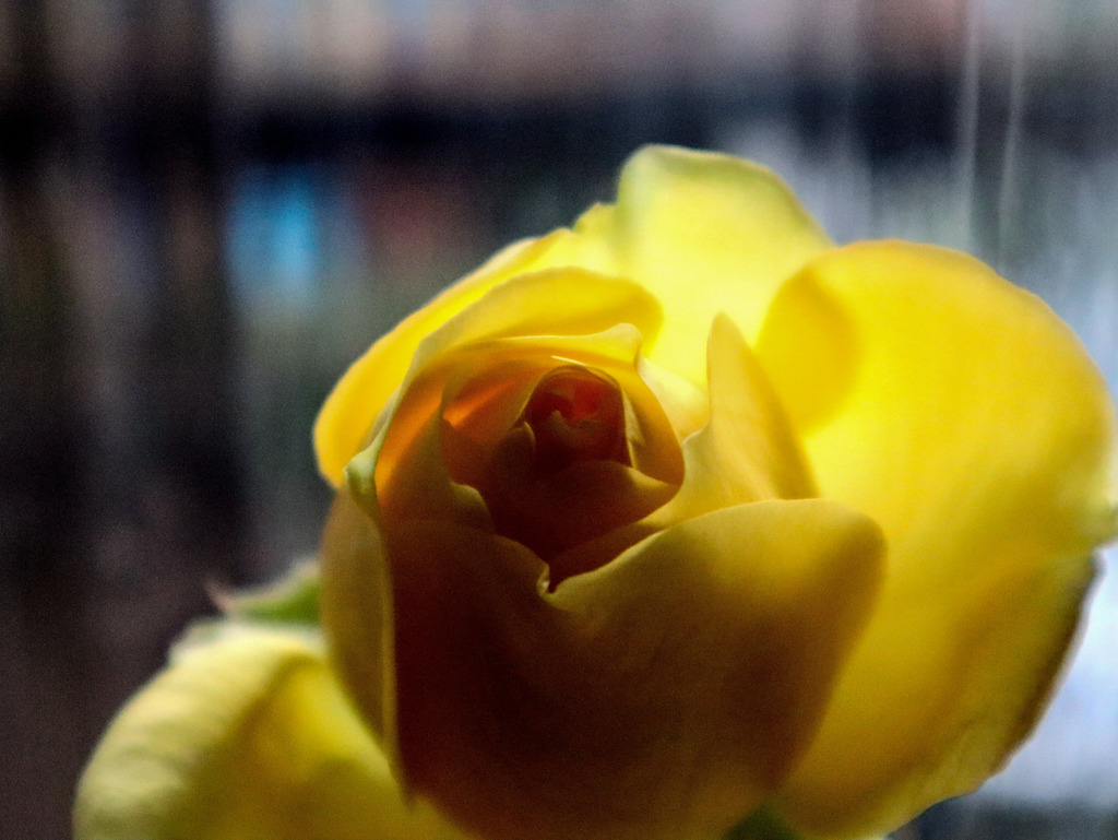 冬薔薇