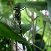 オニヤンマ　鬼蜻蜒