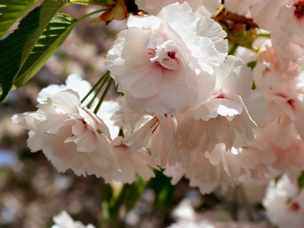 八重桜　一葉