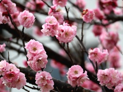 風待ち草