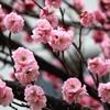 風待ち草