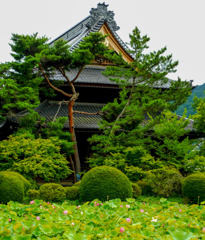 信濃国分寺