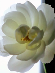 窓辺の薔薇