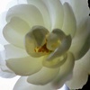 窓辺の薔薇