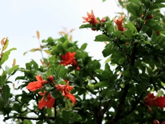 庭に居ます
