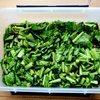 野沢菜の時漬け