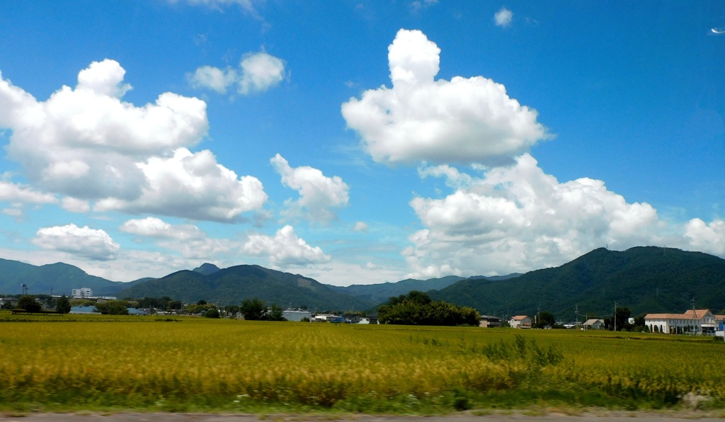 色付いてきました