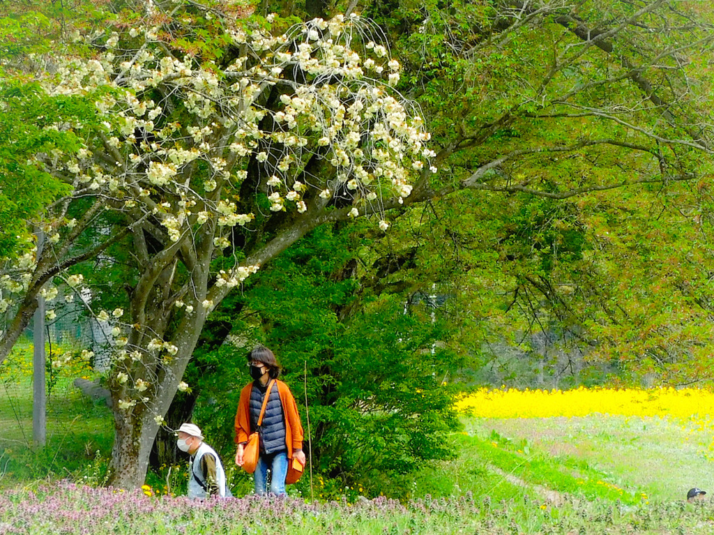 飯山菜の花公園