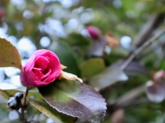 名残の山茶花