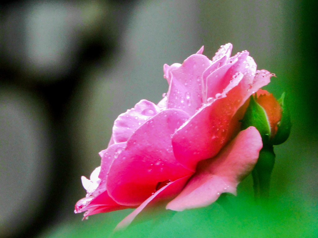 薔薇便り