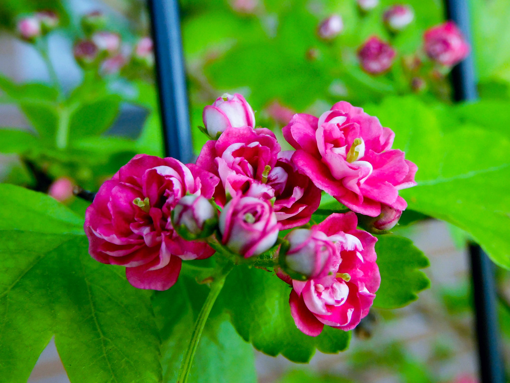 紅花八重山査子