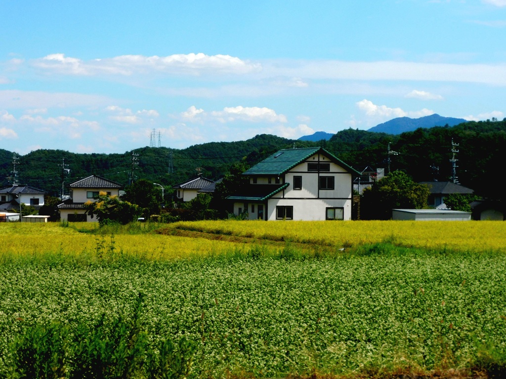 稲穂と蕎麦の花