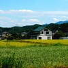 稲穂と蕎麦の花