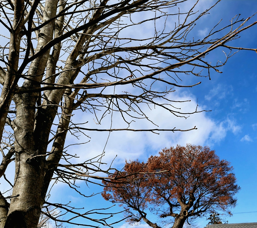 栃ノ木と欅