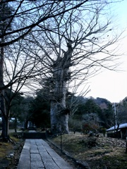 樹齢350年超え