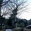 樹齢350年超え