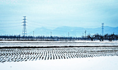 田んぼの冬景