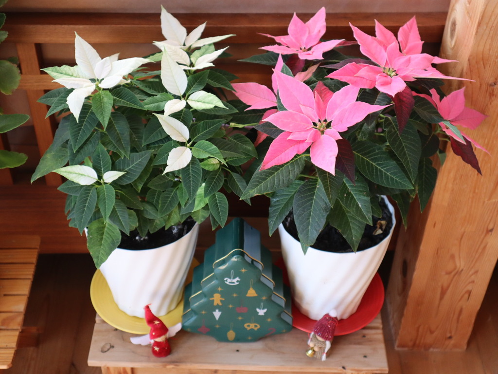 夏越しのポインセチア