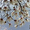 春旅　桜旅