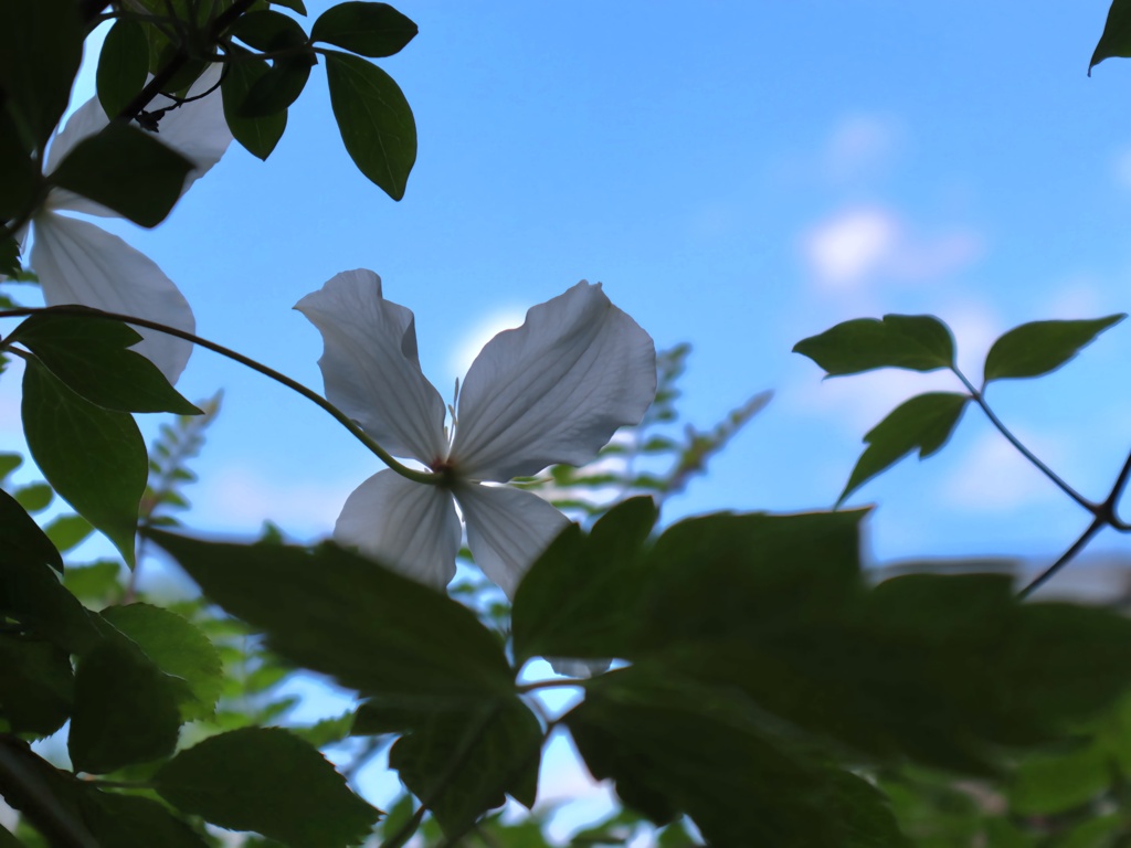 庭に居ます