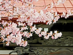 南照寺の桜