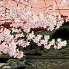 南照寺の桜