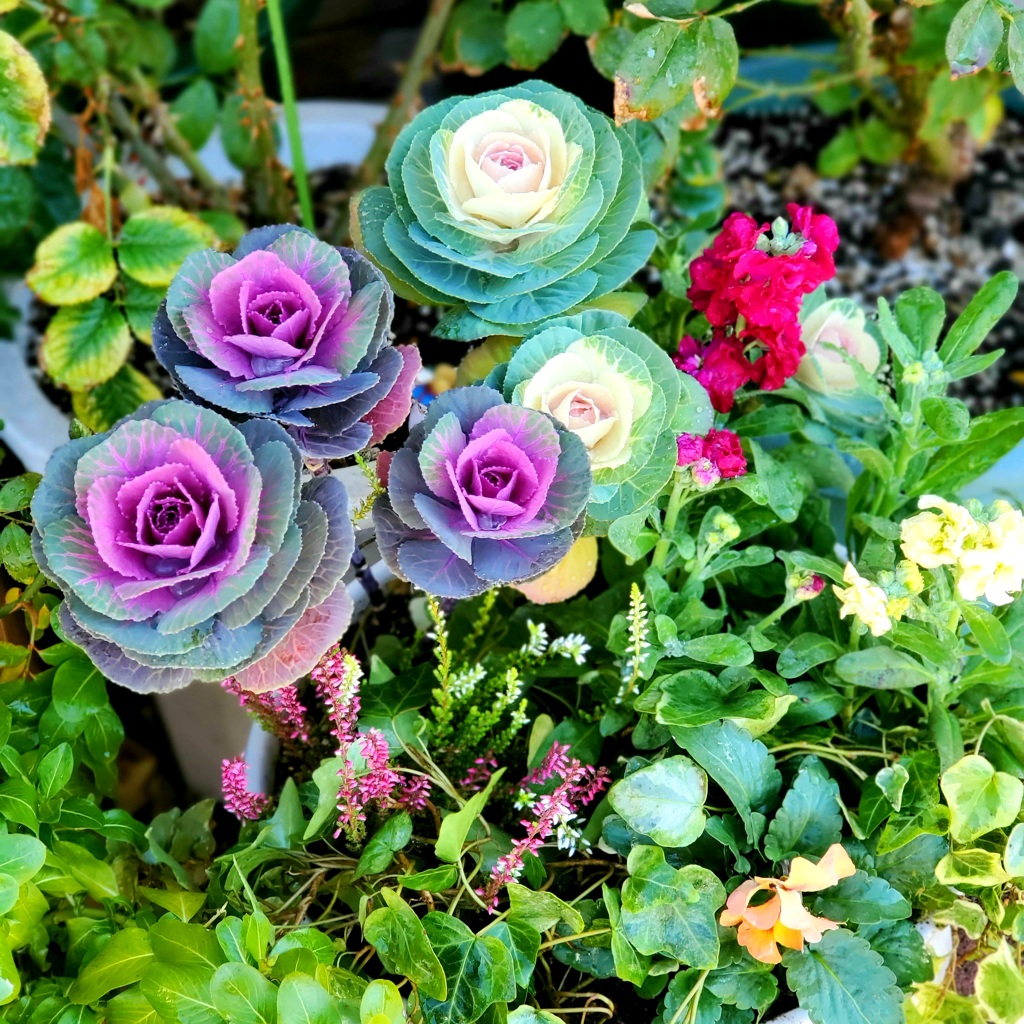 花遊び