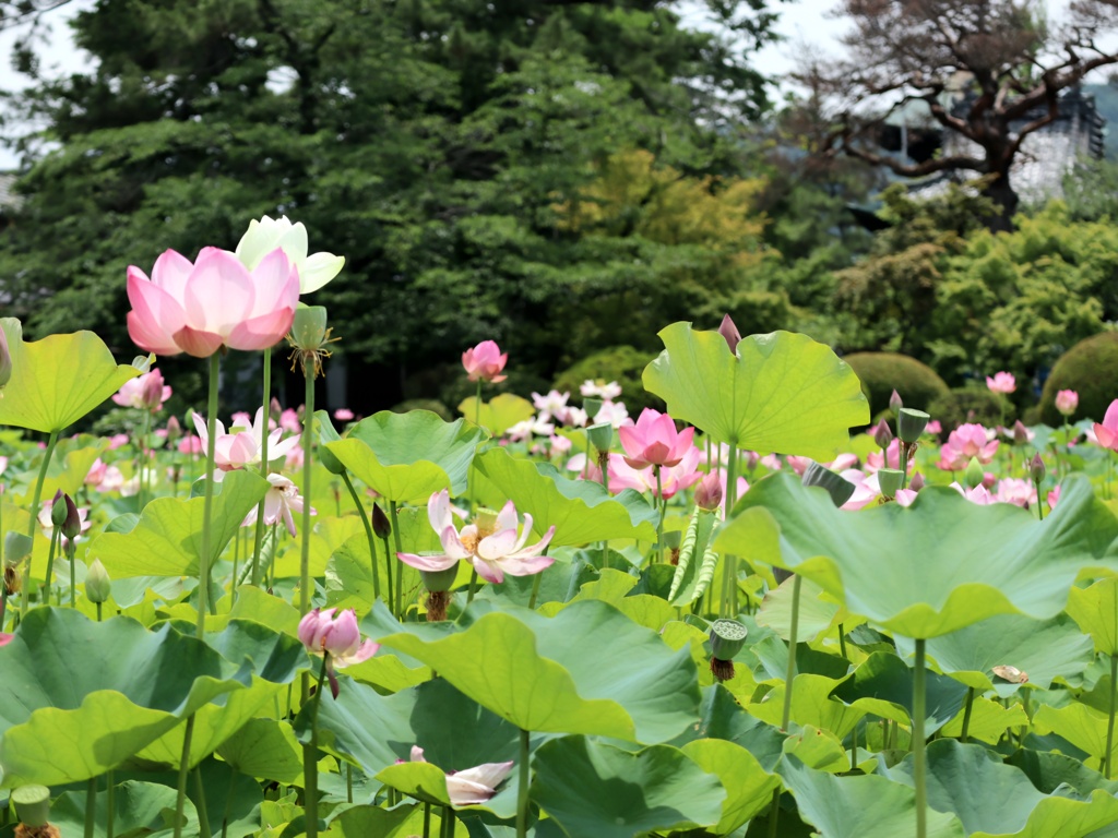 極楽浄土の花