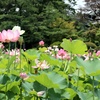極楽浄土の花