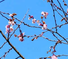 早咲きの新桜