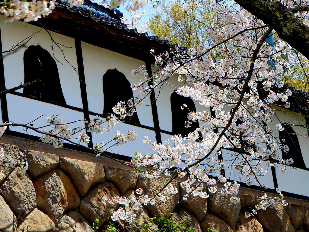 花頭窓に桜