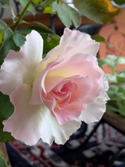 庭の花を飾る 庭の花を飾る