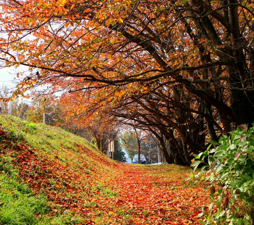 山寺の紅葉