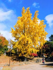 銀杏　イチョウ