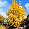 銀杏　イチョウ