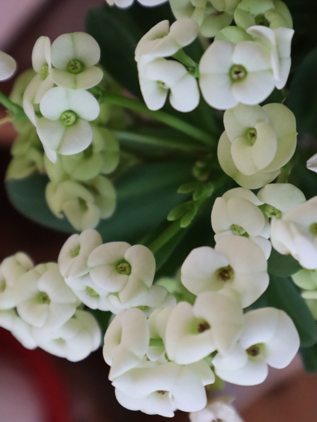 我家の多肉植物