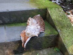 石段に落ち葉