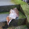 石段に落ち葉
