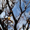 きりっと真っ直ぐ