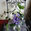 夏のお花