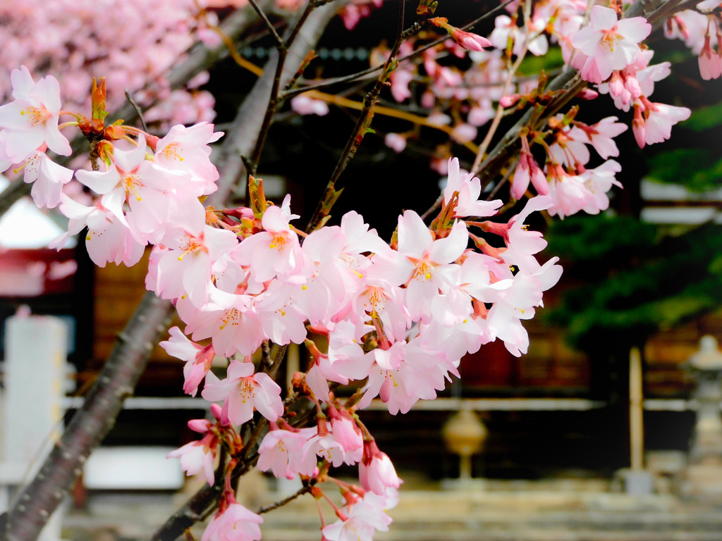 桜　咲きました