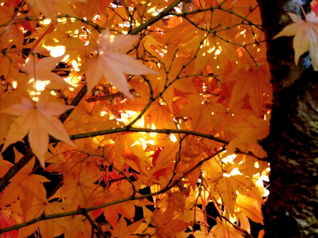 紅葉を愛でる