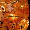 紅葉を愛でる