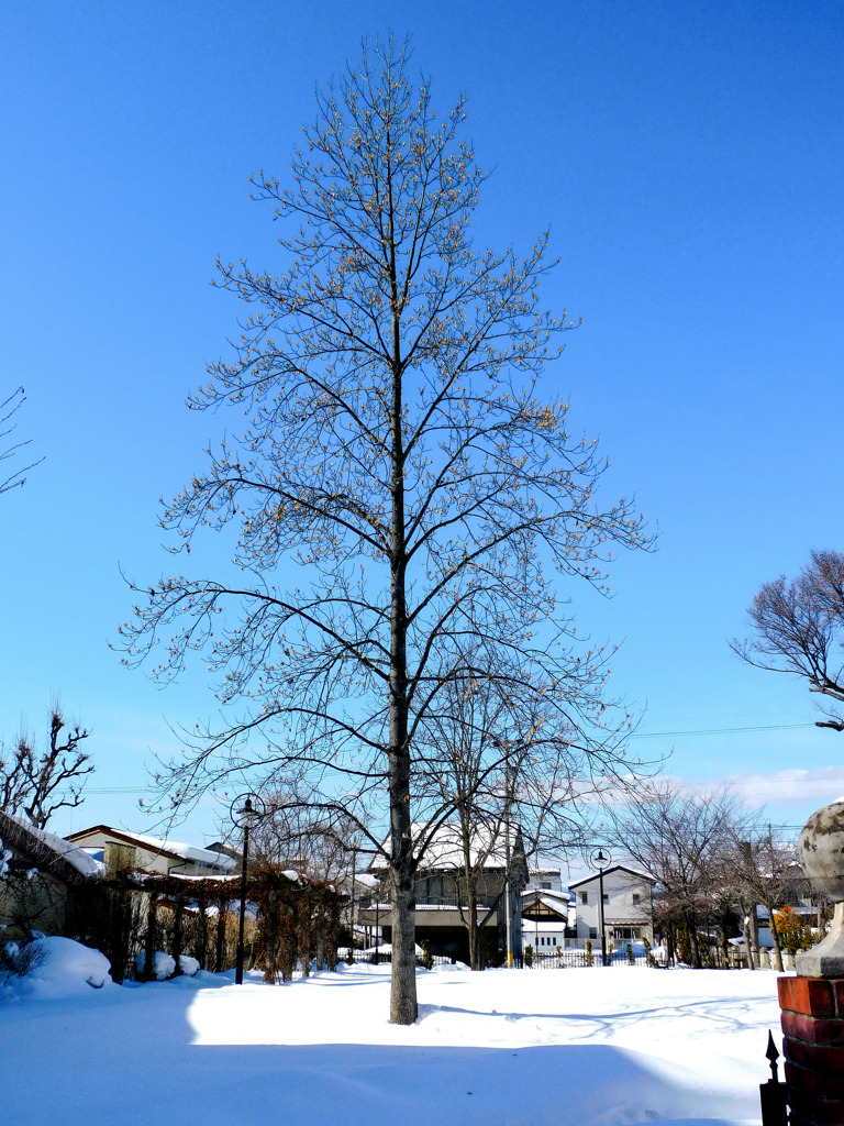 高