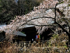 半月前の春