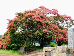 信廣寺の百日紅