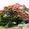 信廣寺の百日紅
