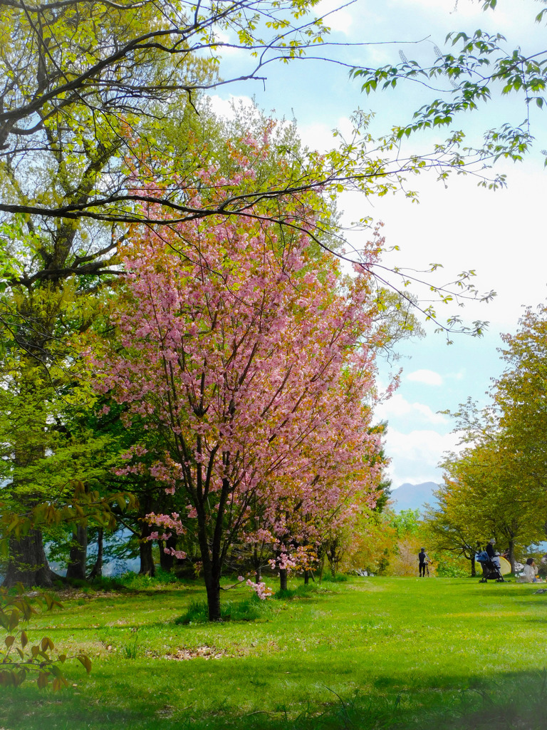 飯山菜の花公園